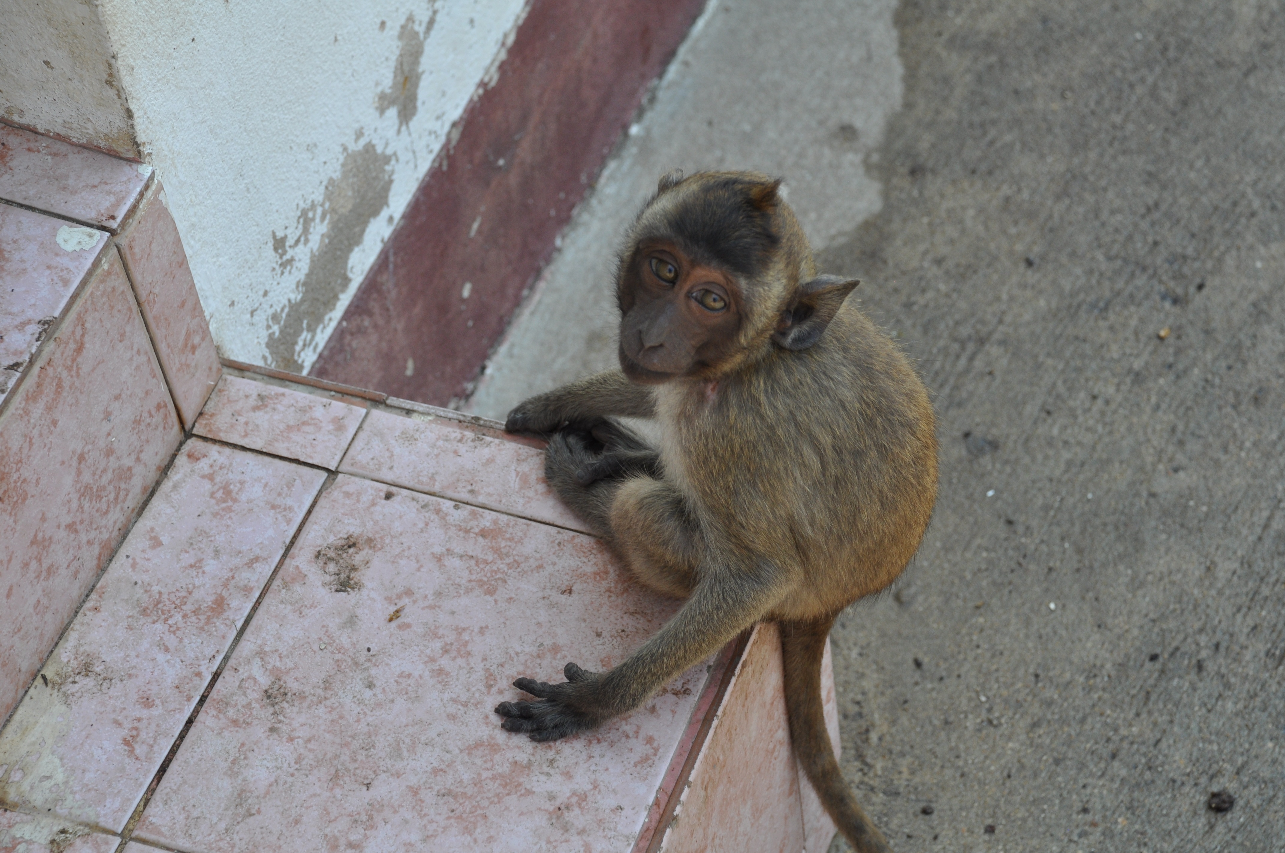 Укус обезьяны. Обезьяны в Тайланде. Приматы Тайланда. Крохотные обезьянки в Тайланде. Живность в Тайланде.