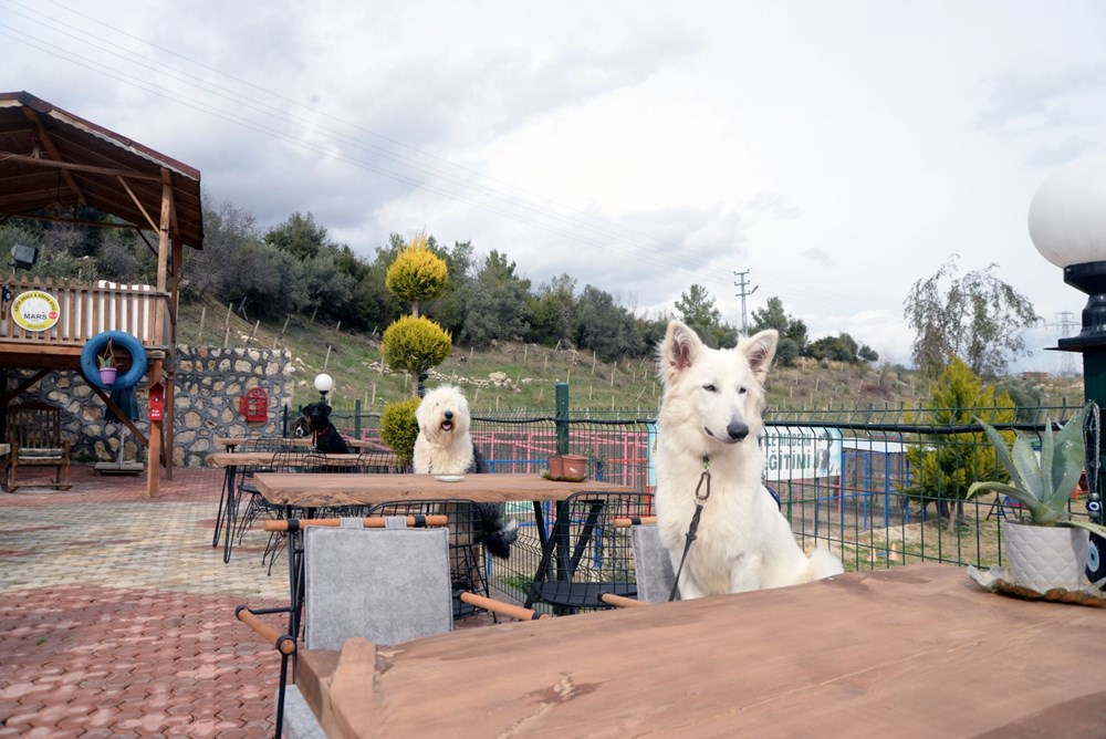 Bu kafenin müşterileri köpekler - 1