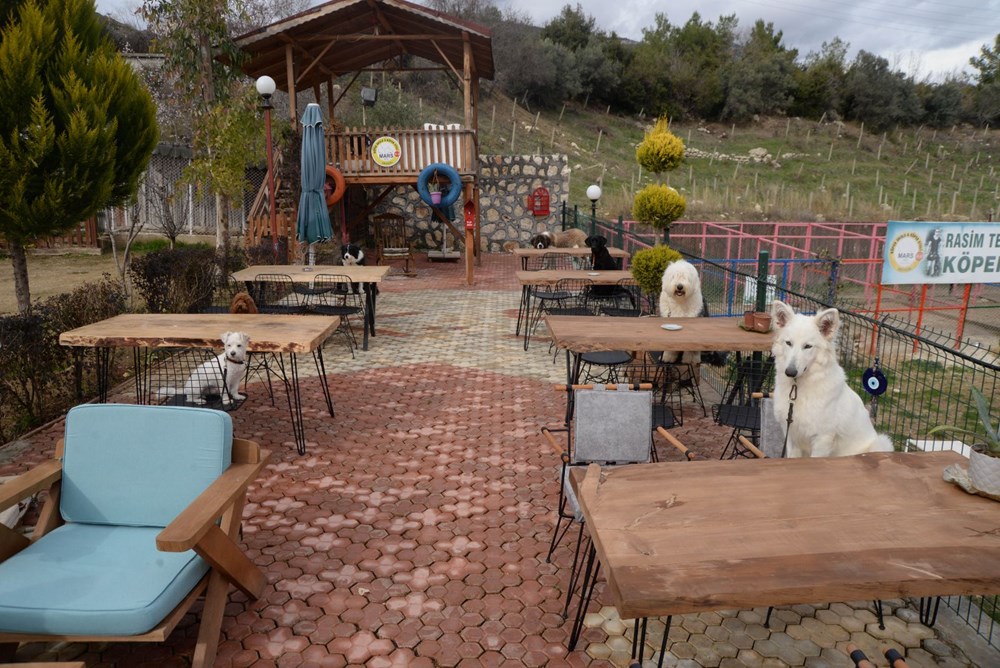 Bu kafenin müşterileri köpekler - 2