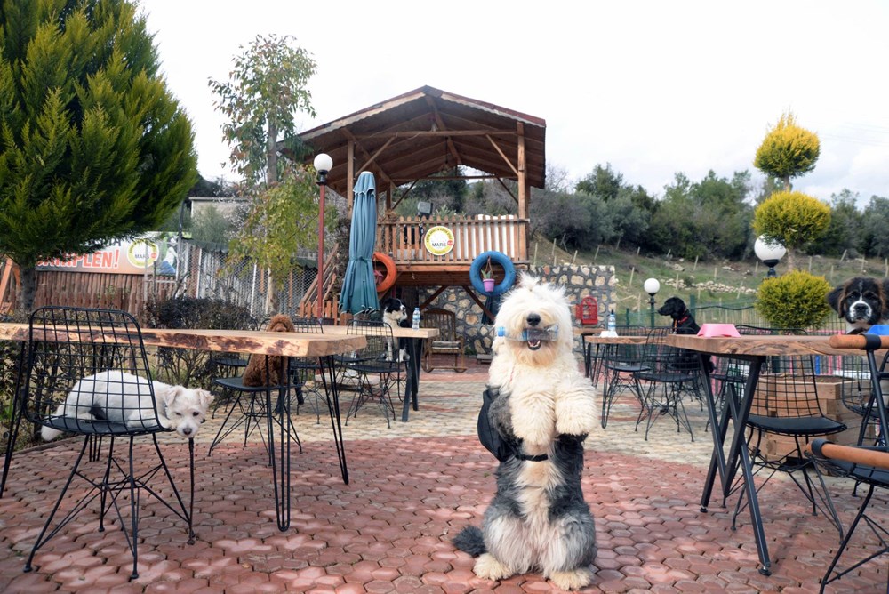 Bu kafenin müşterileri köpekler - 3