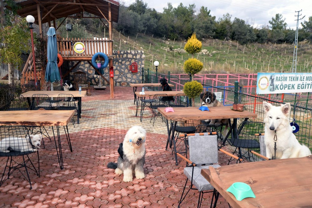Bu kafenin müşterileri köpekler - 4