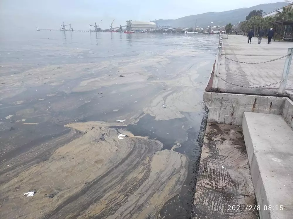 'Alg patlaması' denizin rengini değiştirdi - 2