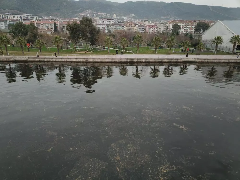 'Alg patlaması' denizin rengini değiştirdi - 4