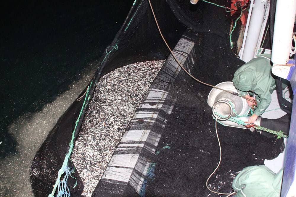 Hamsinin fiyatı, denizden tezgaha gelene kadar 3'e katlanıyor - 84299