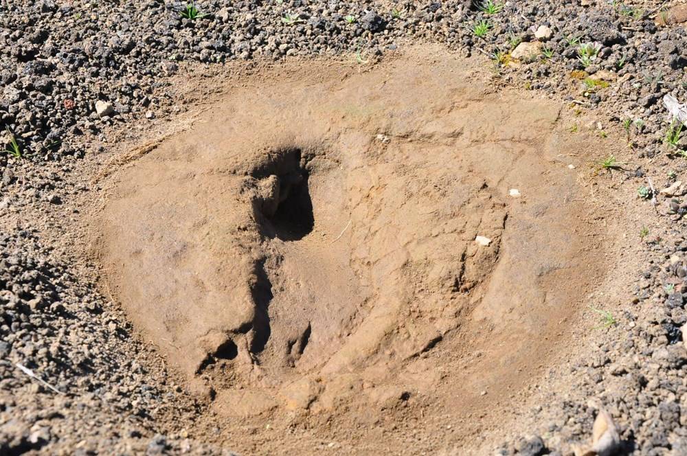 Manisa'da 5 bin yıllık ayak izi: Yeri gizli tutuluyor - 84631