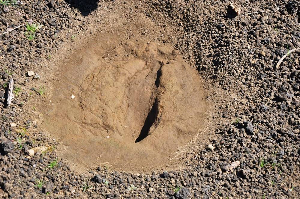 Manisa'da 5 bin yıllık ayak izi: Yeri gizli tutuluyor - 84632