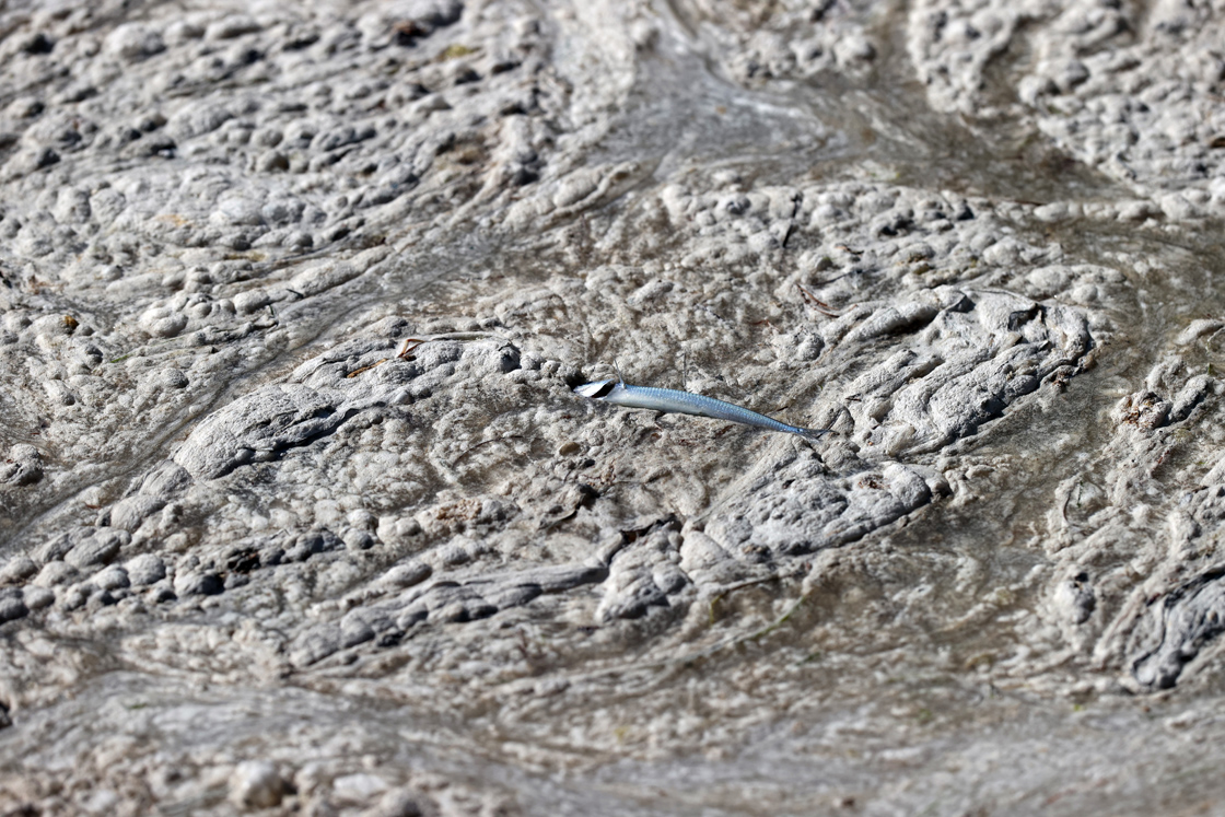 Müsilaj nedir, nerelerde var? Müsilaj (Deniz Salyası) nasıl geçer? - 2