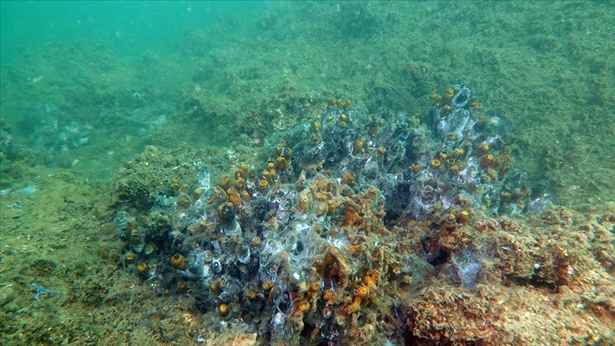 Müsilaj nedir, nerelerde var? Müsilaj (Deniz Salyası) nasıl geçer? - 8