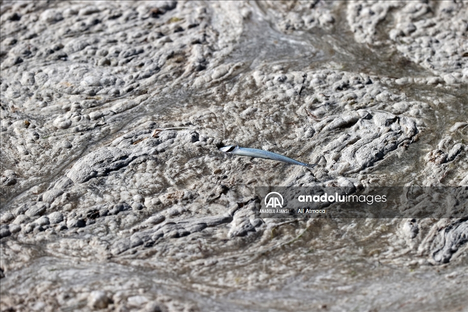 Müsilaj nedir, nerelerde var? Müsilaj (Deniz Salyası) nasıl geçer? - 1