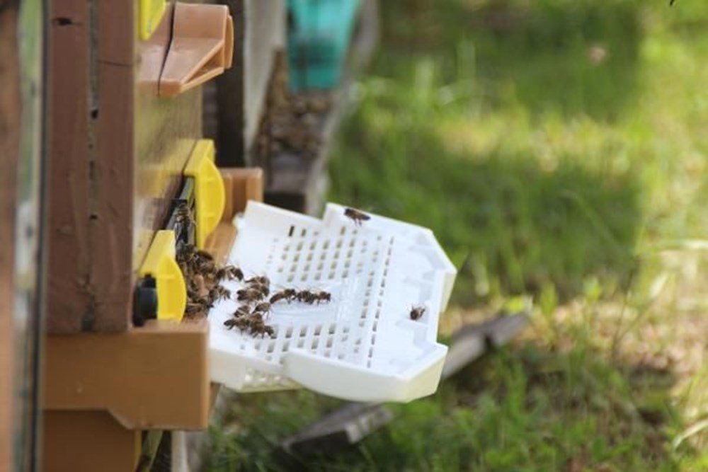Anzer balında üretim sezonu açıldı - 1