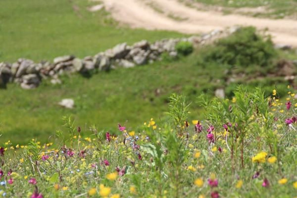 Anzer balında üretim sezonu açıldı - 4