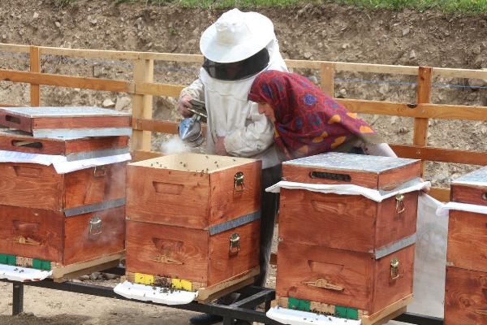 Anzer balında üretim sezonu açıldı - 5