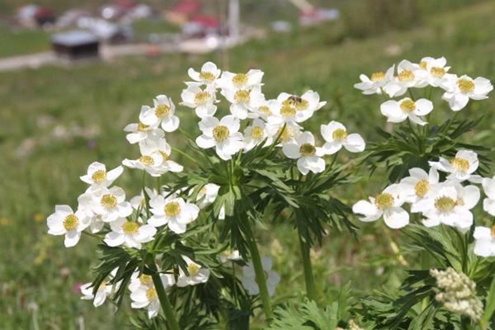 Anzer balında üretim sezonu açıldı - 6