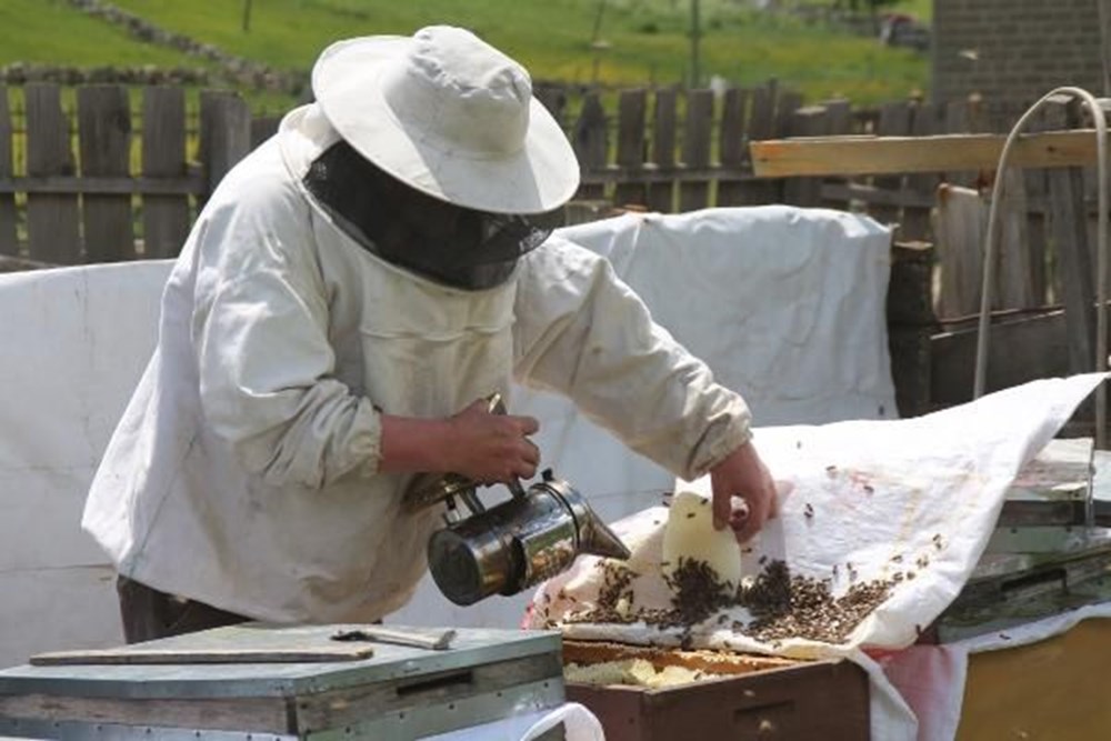 Anzer balında üretim sezonu açıldı - 9