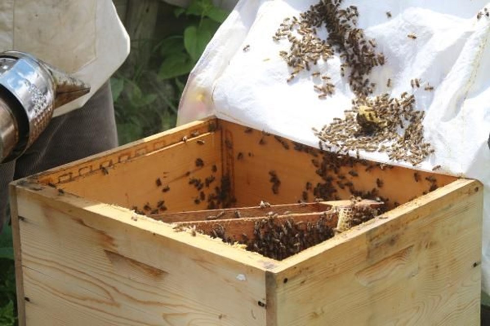 Anzer balında üretim sezonu açıldı - 10