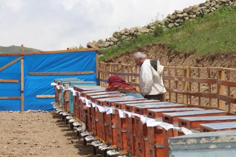 Anzer balında üretim sezonu açıldı - 12