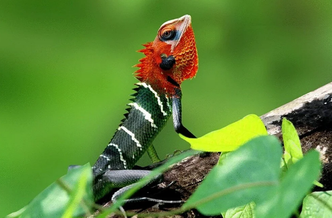 Yılın en iyi doğa fotoğrafları belli oldu - 10