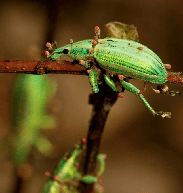 Yılın en iyi doğa fotoğrafları belli oldu - 11