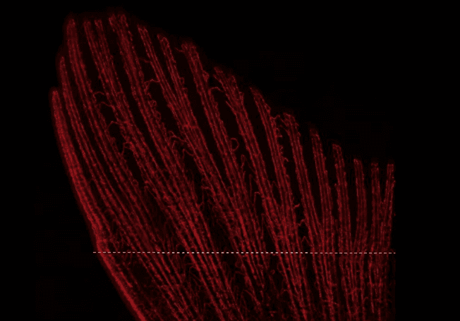 Yılın en iyi doğa fotoğrafları belli oldu - 8