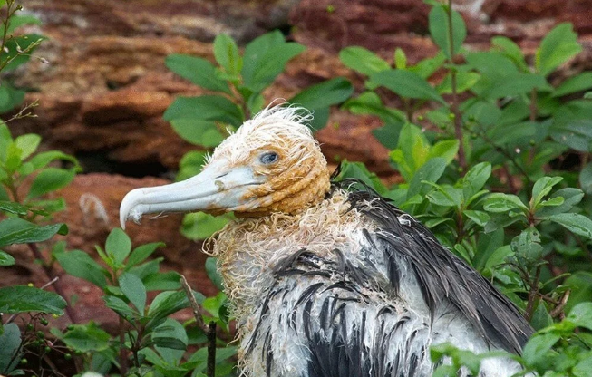 Yılın en iyi doğa fotoğrafları belli oldu - 9