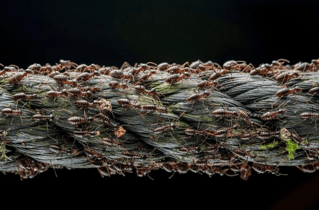 Yılın en iyi doğa fotoğrafları belli oldu - 6