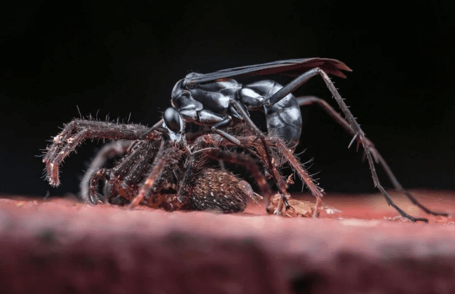 Yılın en iyi doğa fotoğrafları belli oldu - 5