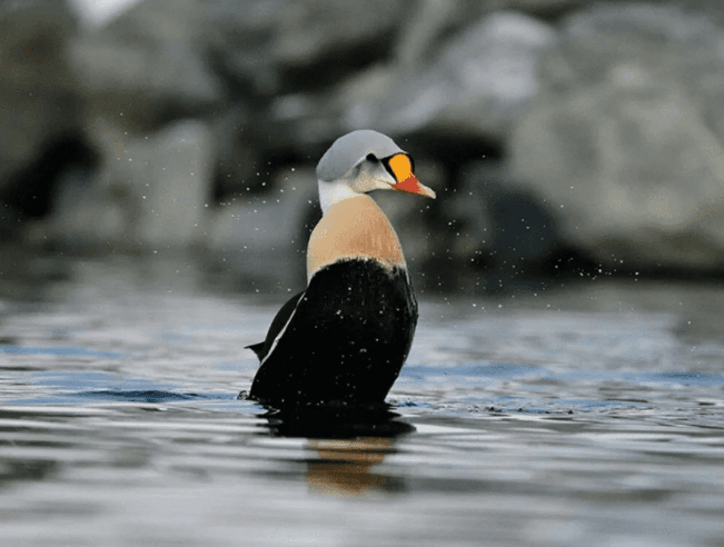 Yılın en iyi doğa fotoğrafları belli oldu - 3