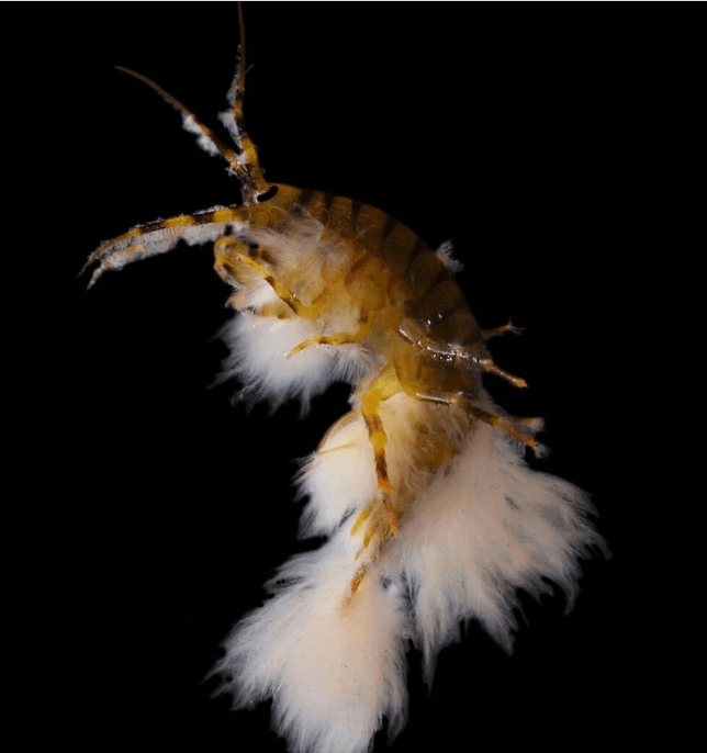 Yılın en iyi doğa fotoğrafları belli oldu - 2