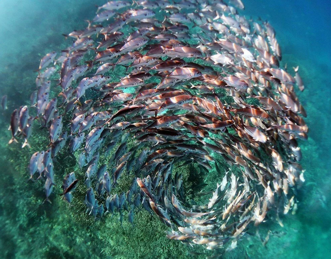Yılın en iyi doğa fotoğrafları belli oldu - 1