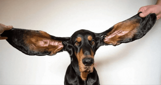 Dünyanın en uzun kulaklı köpeğinden en kısa ikizlerine: Guinness Rekorlar Kitabı 2022 yayımlandı - 6
