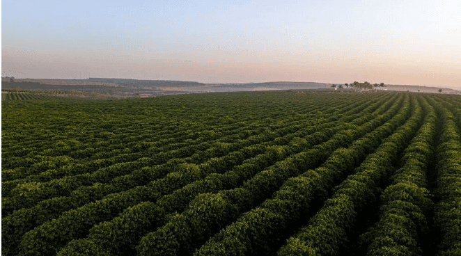 Kahve tiryakilerine iklim değişikliği uyarısı: Yüzde 60’ı tükeniyor - 4