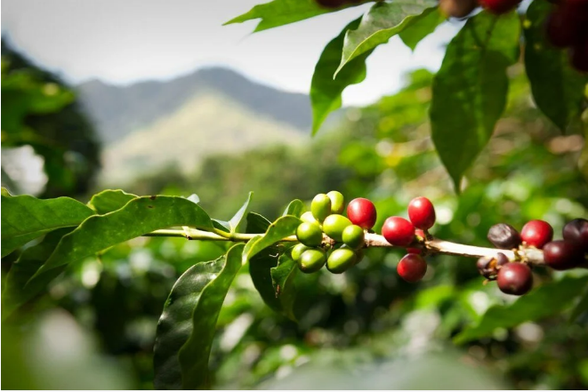 Kahve tiryakilerine iklim değişikliği uyarısı: Yüzde 60’ı tükeniyor - 1