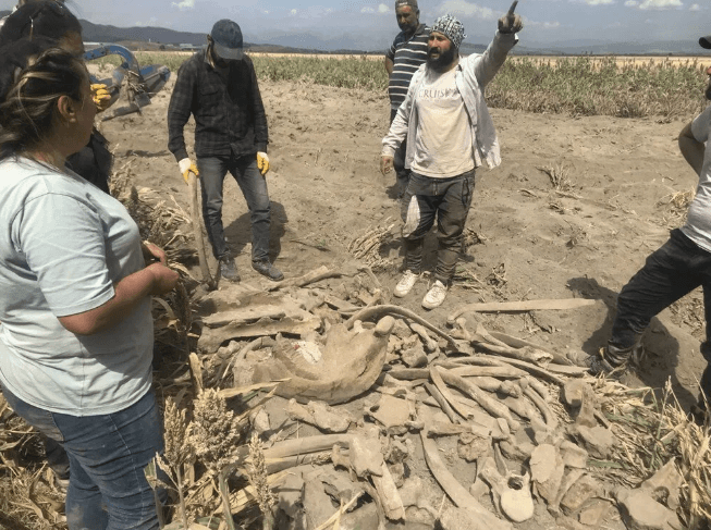 Kahramanmaraş'ta ekim için sürülen tarlada fil fosili bulundu - 11