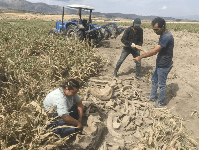 Kahramanmaraş'ta ekim için sürülen tarlada fil fosili bulundu - 10
