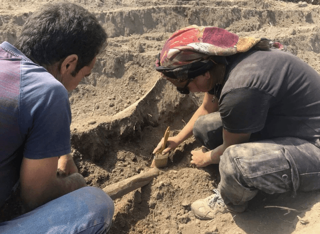 Kahramanmaraş'ta ekim için sürülen tarlada fil fosili bulundu - 9