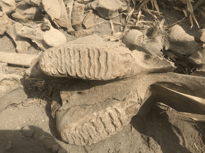 Kahramanmaraş'ta ekim için sürülen tarlada fil fosili bulundu - 8