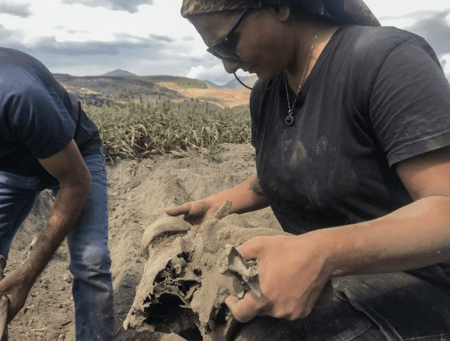 Kahramanmaraş'ta ekim için sürülen tarlada fil fosili bulundu - 7