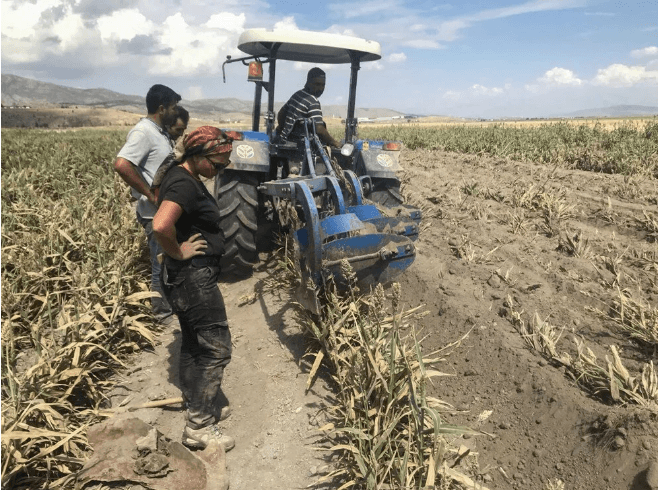 Kahramanmaraş'ta ekim için sürülen tarlada fil fosili bulundu - 6
