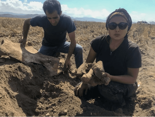 Kahramanmaraş'ta ekim için sürülen tarlada fil fosili bulundu - 5