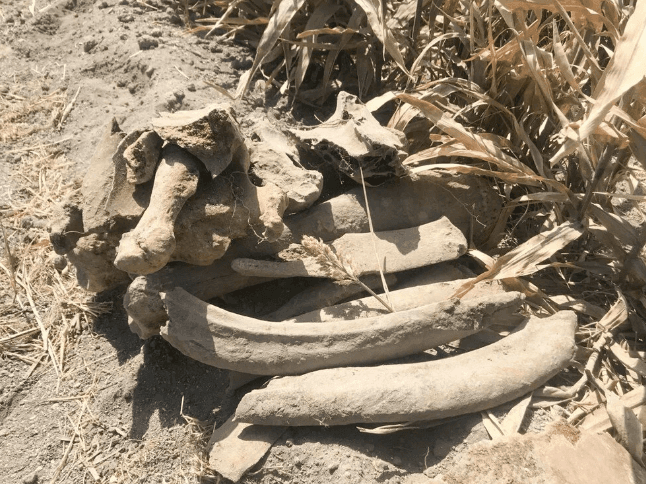 Kahramanmaraş'ta ekim için sürülen tarlada fil fosili bulundu - 4