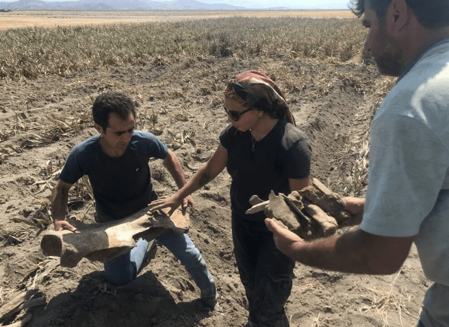 Kahramanmaraş'ta ekim için sürülen tarlada fil fosili bulundu - 3