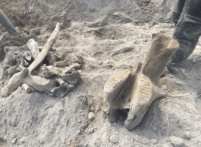 Kahramanmaraş'ta ekim için sürülen tarlada fil fosili bulundu - 2