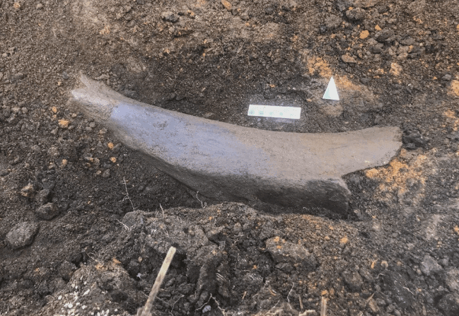 Kahramanmaraş'ta ekim için sürülen tarlada fil fosili bulundu - 1