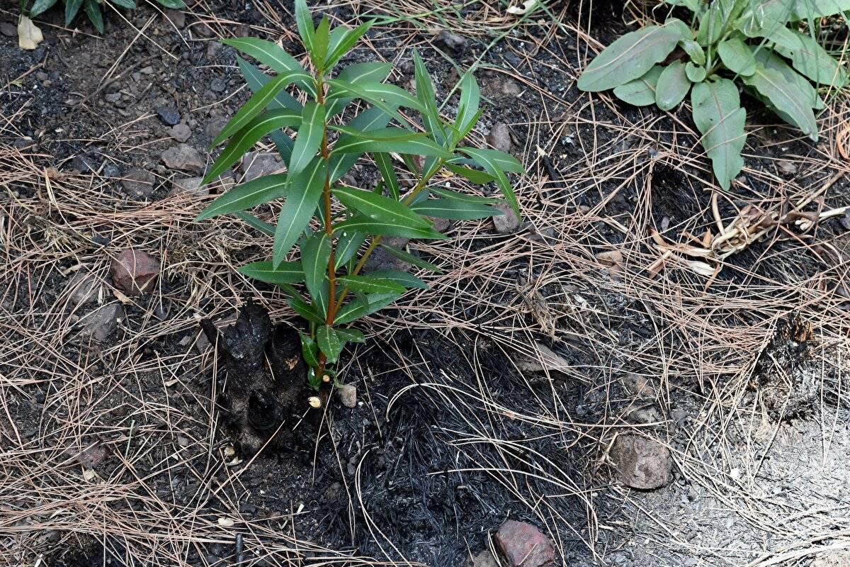Yangında zarar görmüştü: Marmaris'te doğa yeniden canlanıyor - 2
