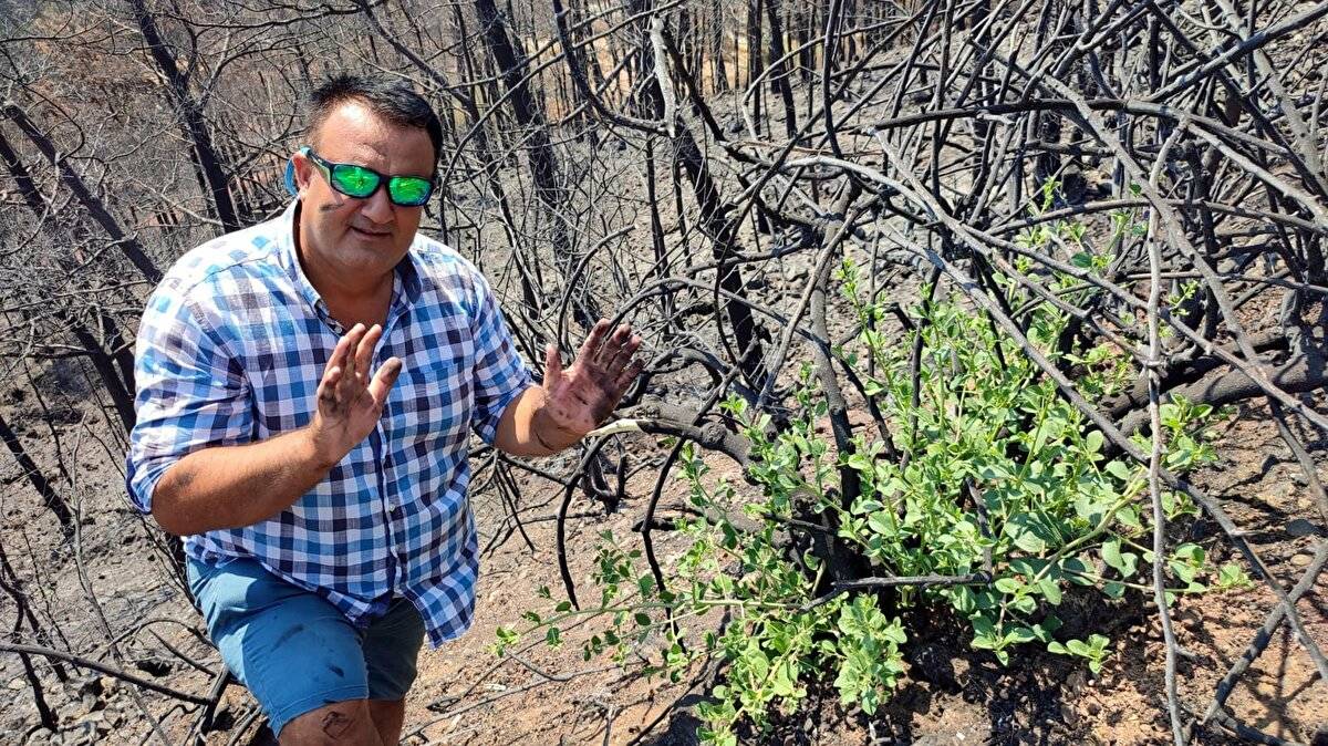 Yangında zarar görmüştü: Marmaris'te doğa yeniden canlanıyor - 6