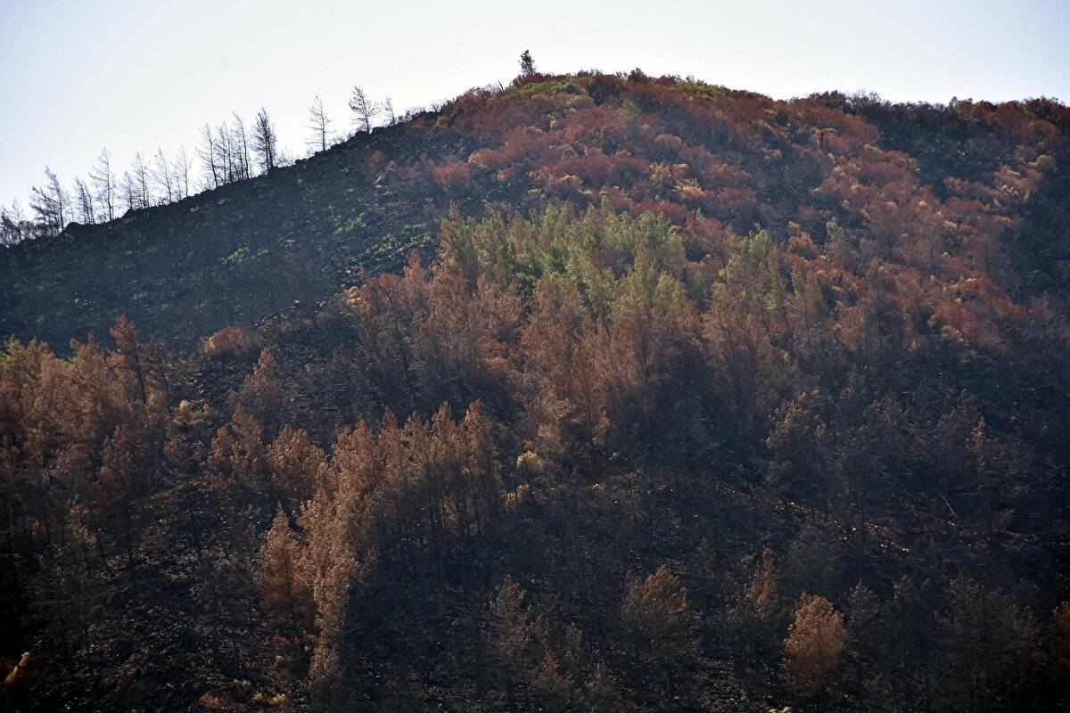 Yangında zarar görmüştü: Marmaris'te doğa yeniden canlanıyor - 5