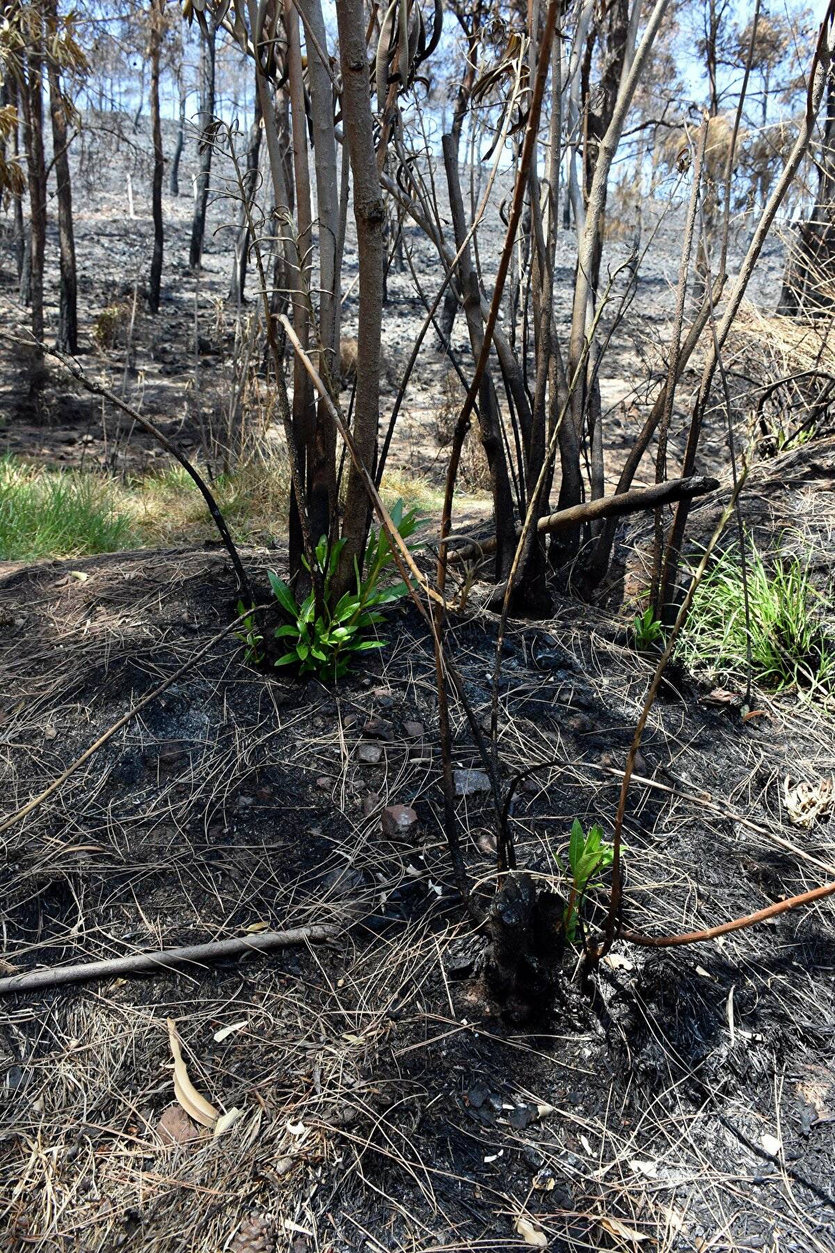 Yangında zarar görmüştü: Marmaris'te doğa yeniden canlanıyor - 4