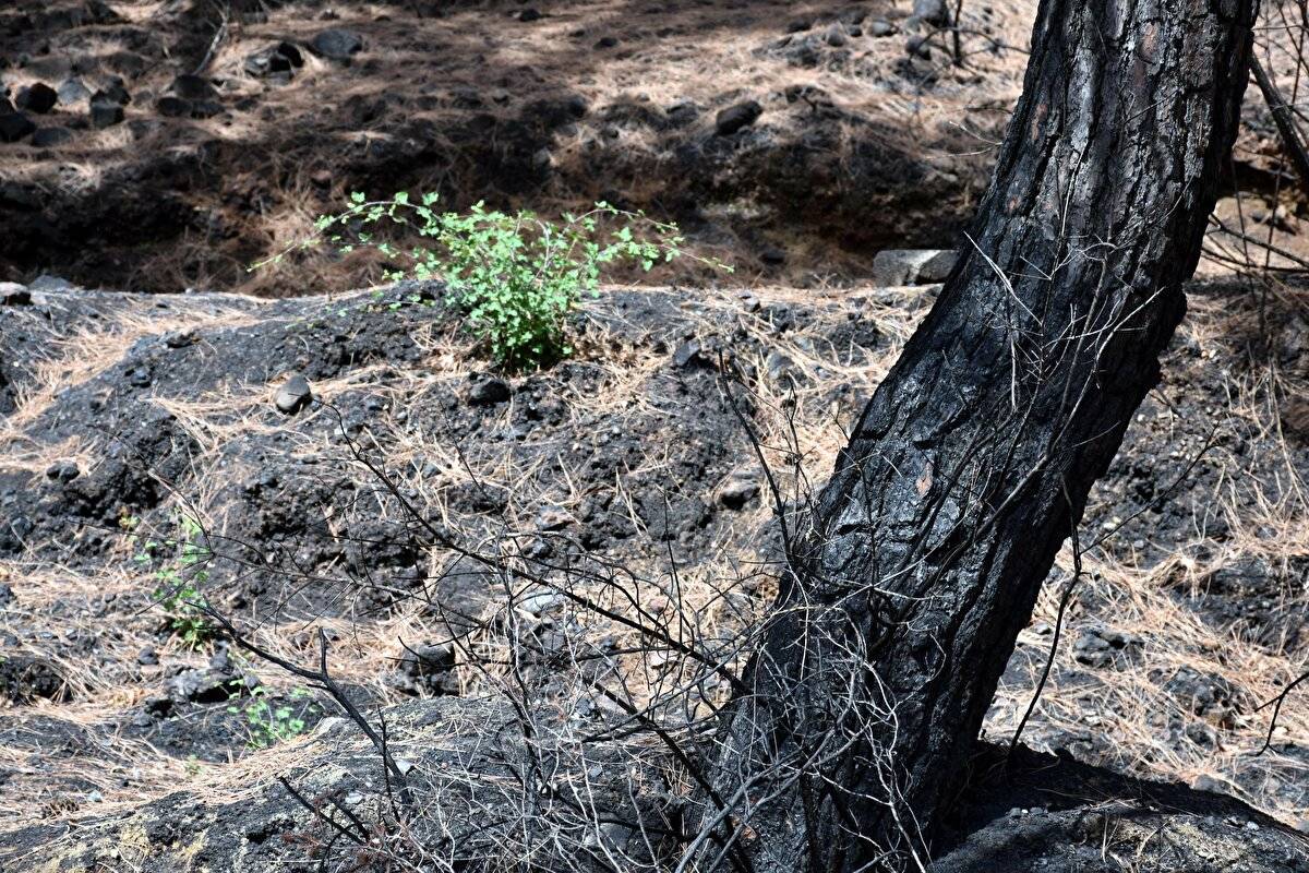 Yangında zarar görmüştü: Marmaris'te doğa yeniden canlanıyor - 7