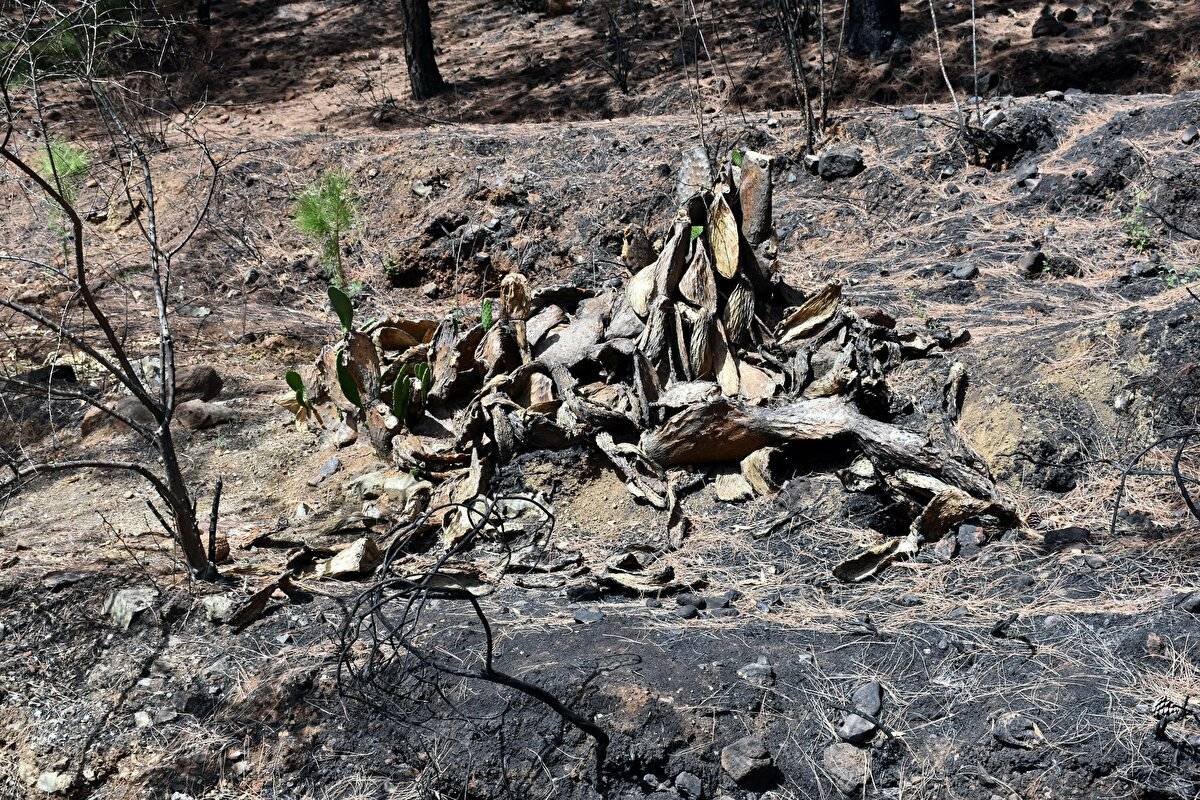 Yangında zarar görmüştü: Marmaris'te doğa yeniden canlanıyor - 8
