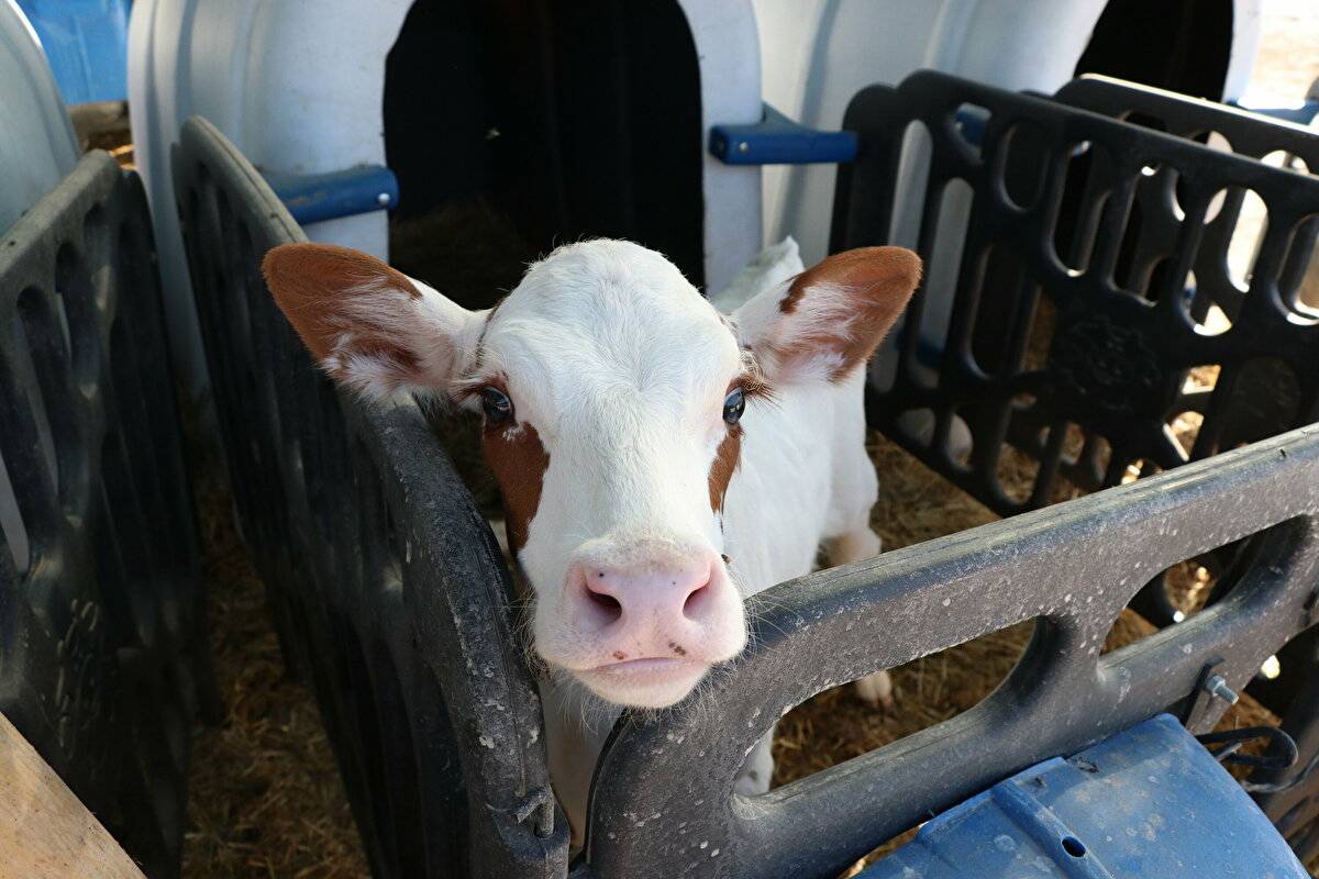 Avrupa'da görüp etkilendi: Devlet desteğiyle çiftlik kurdu - 18